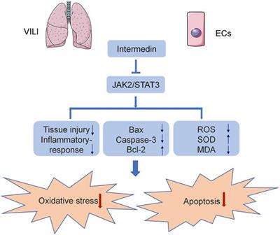 Intermedin Reduces Oxidative Stress and Apoptosis in Ventilator-Induced Lung Injury via JAK2/STAT3